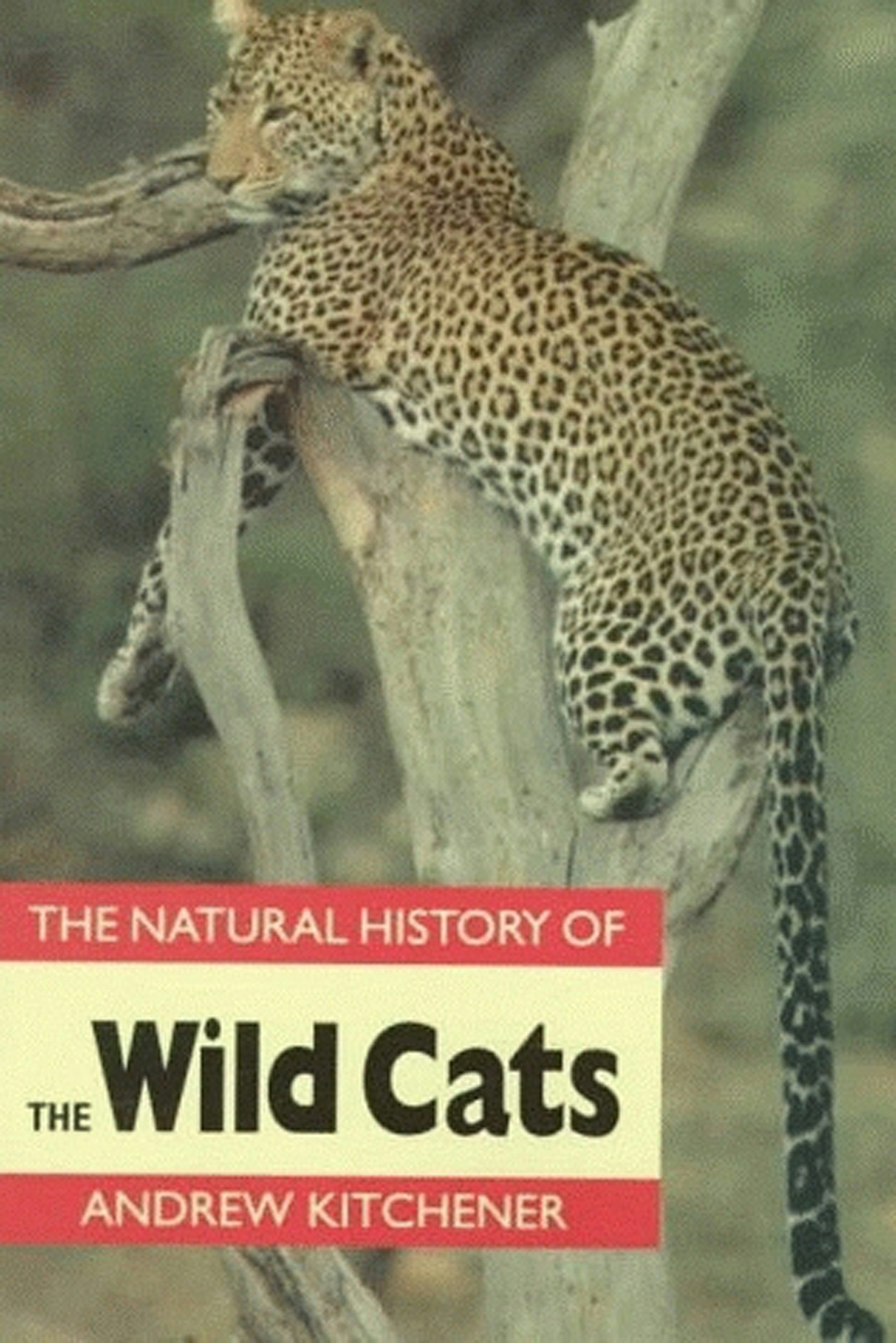 洋書 The Wild Cat Book Amazon.com: The Wild Cat Book: Everything You Ever Wanted to